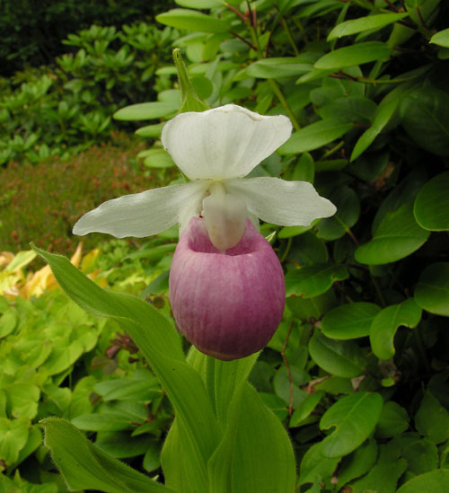 Cypripedium reginae North American Rock Garden Society